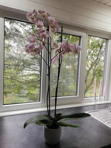 Фото номера Семейный номер-студио Гостевой дом Rozā sapņu māja - Pink dream house г. Slampe 29