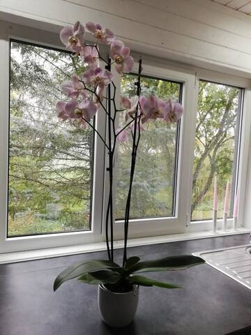 Фото номера Семейный номер-студио Гостевой дом Rozā sapņu māja - Pink dream house г. Slampe 16